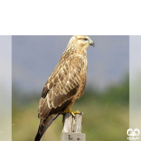 گونه سارگپه استپی Common Buzzard